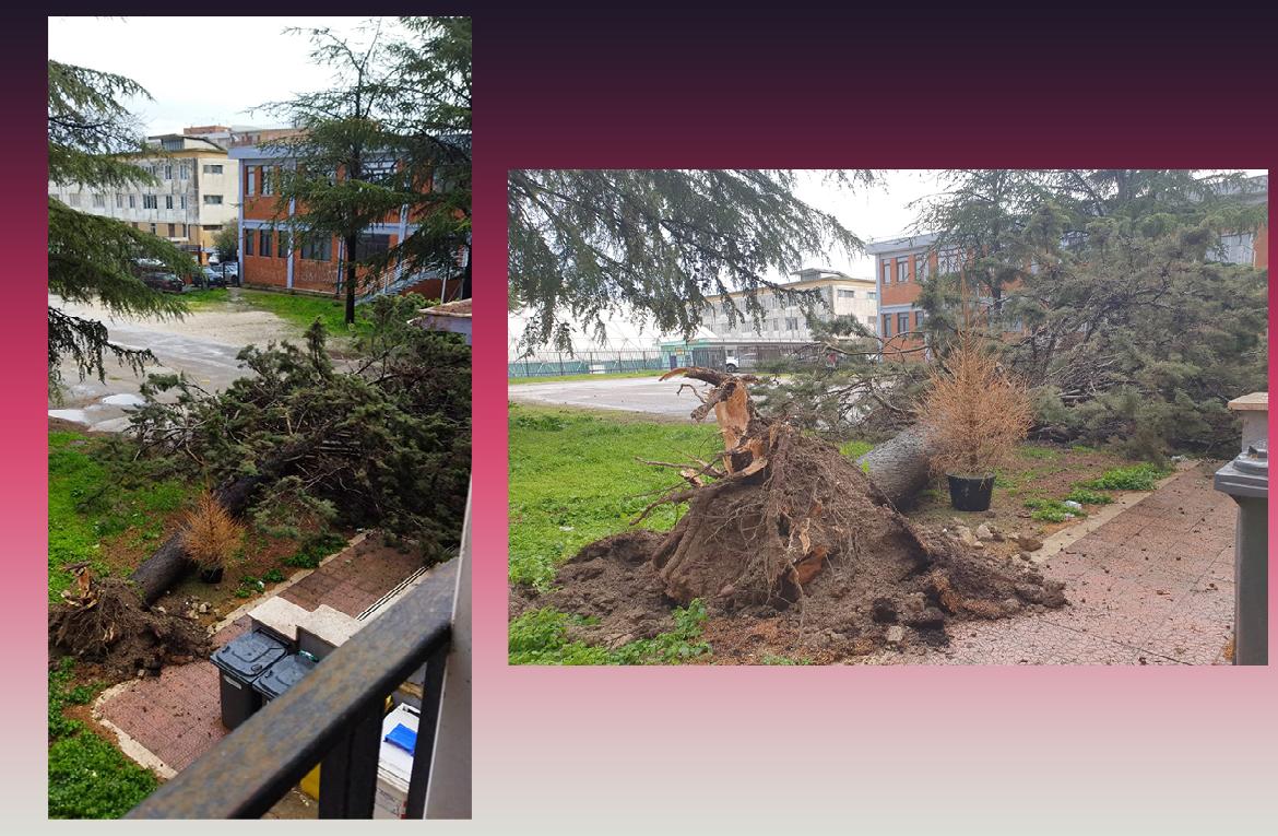Lucera, un grosso albero cade per il vento nel piazzale antistante d'ingresso della scuola I.P.I.A.