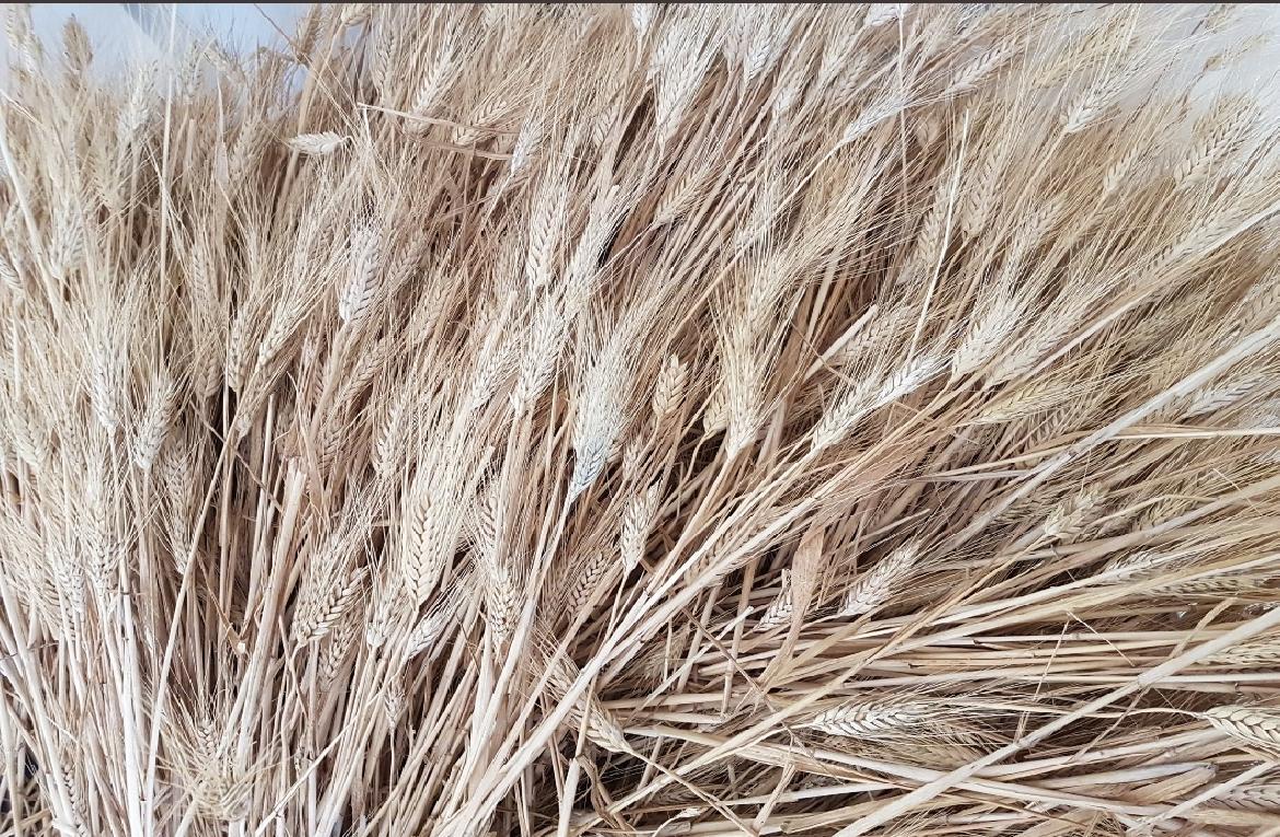 Prezzo del grano, Cia Puglia: 'Pioggia ininfluente sulla qualità, no a speculazioni'