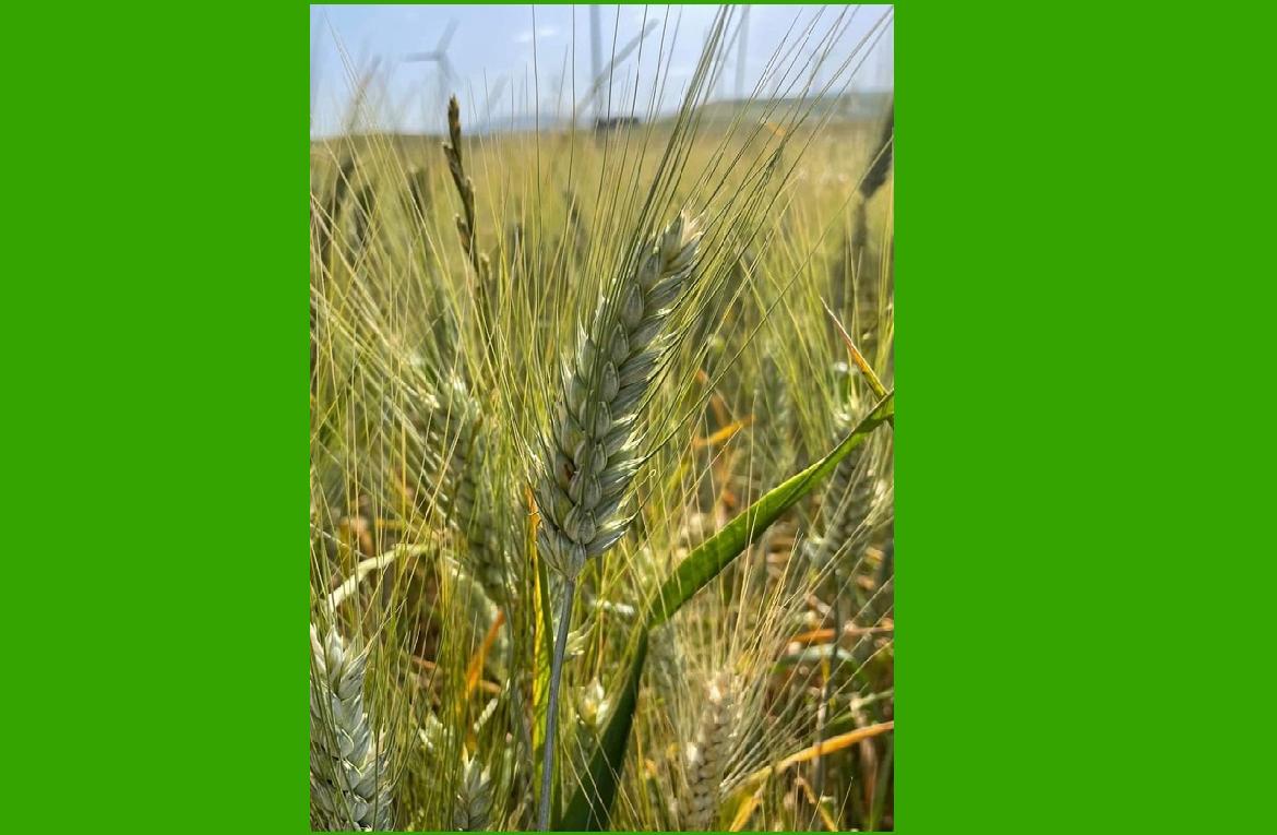 Tracollo del grano duro. Cia Puglia: 'Questione nazionale, intervenga il Governo'