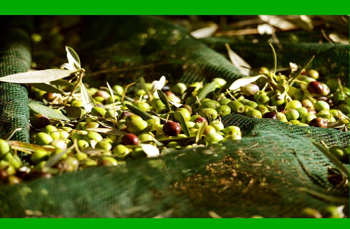 Olive e olio, CIA Capitanata: 'Gargano top per quantità e qualità anche quest’anno'