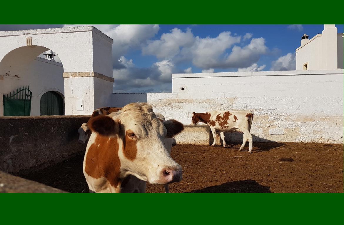 Latte invenduto, decine di disdette agli allevatori pugliesi. Cia: 'Troppo latte dall’estero'