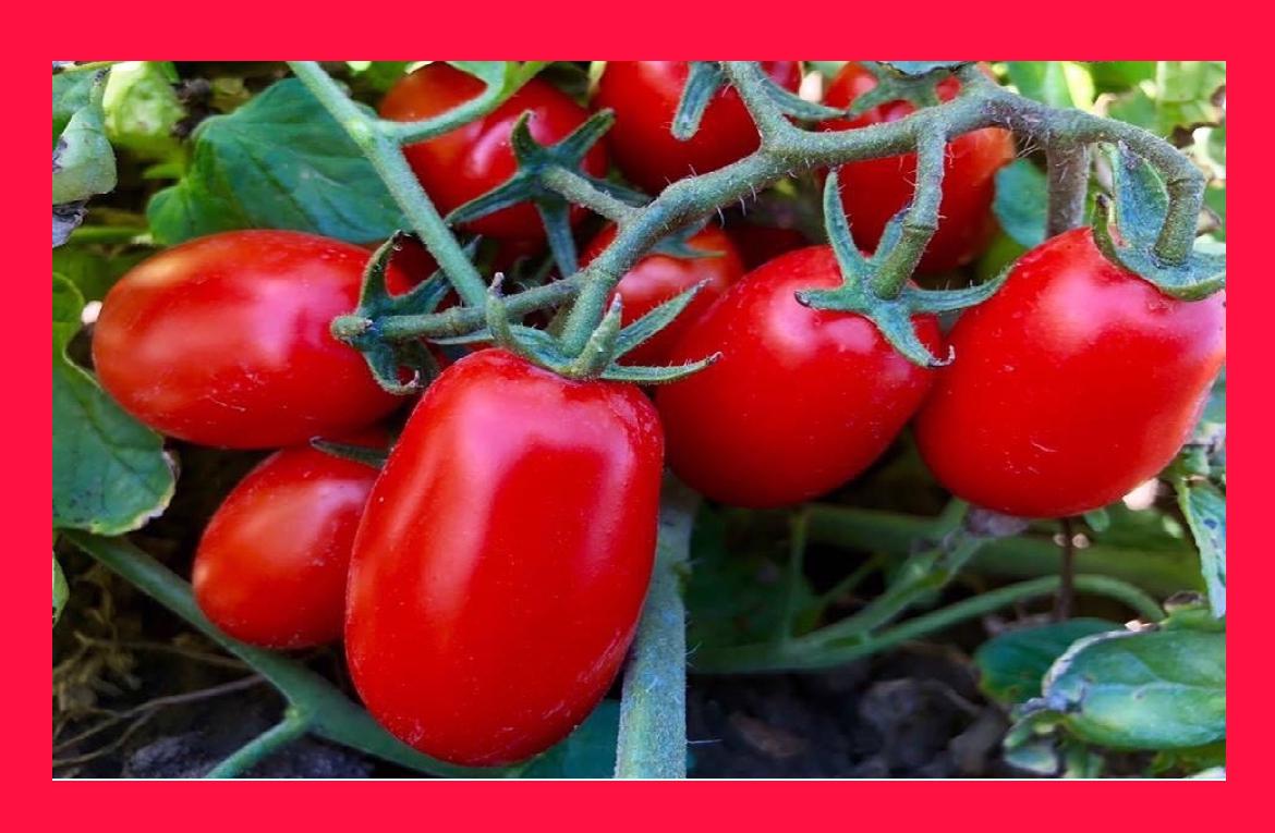 Pomodoro, manca intesa sul prezzo. Cia Puglia: 'Ritardo penalizza i produttori'