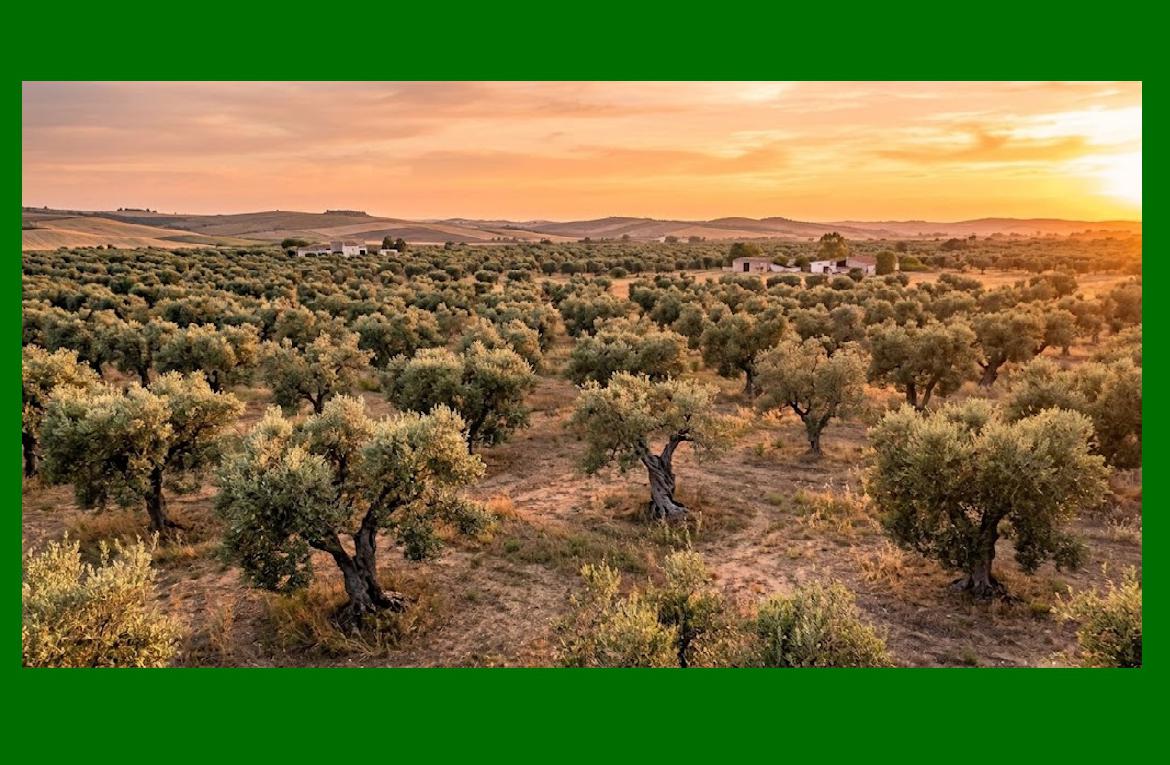 Tavolo MIMIT-GDO, svolta per l'olio d'eccellenza: frantoi e PMI pronti al piano su biodiversit&agrave; e Mastro Oleari